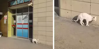 Bacağı kırılan kedi, hastanenin acil servisine geldi